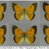 colias croceus broodmales volg